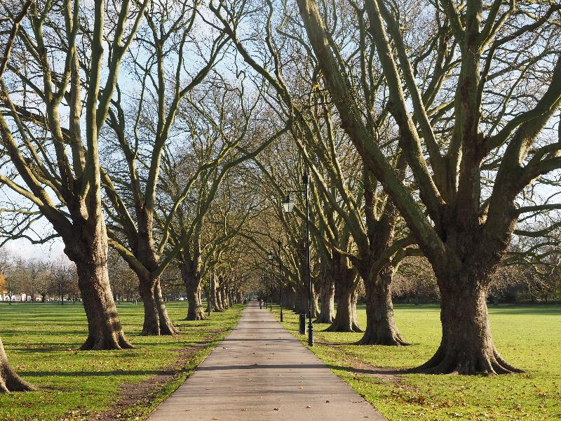 Cambridge, England: Jesus Green: Plane trees, early winter