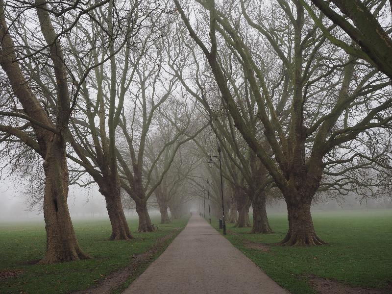 Cambridge, England: Jesus Green: Plane trees, in winter fog