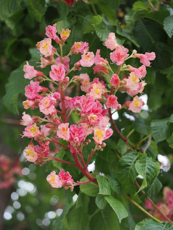 Cambridge, England: Storey's Way: red horse chestnut flowers