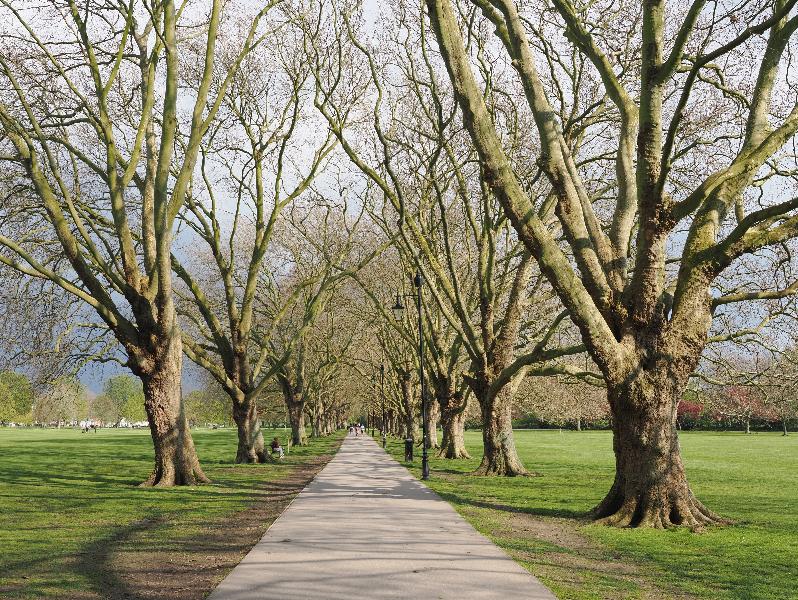 Cambridge, England: Jesus Green: Plane trees, Spring