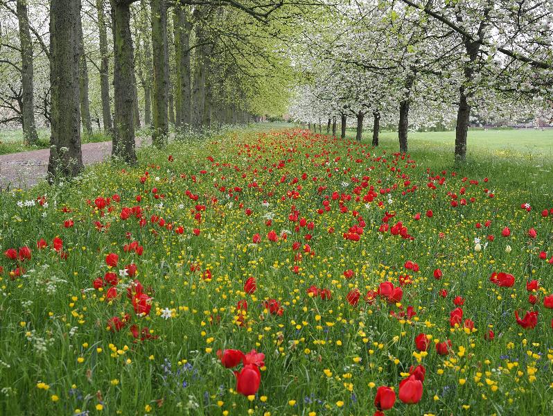Cambridge, England: Trinity College: tulips and buttercups along the Avenue