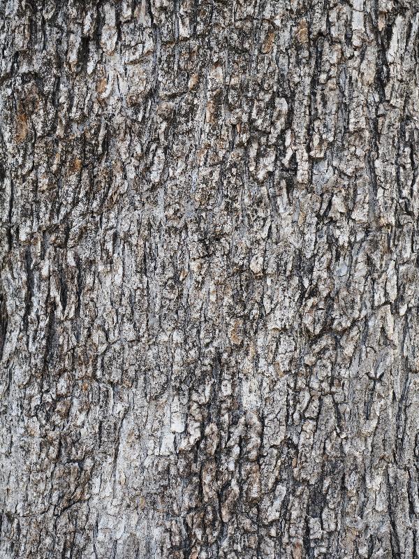 Cagnes-sur-Mer, France: Musee Renoir: olive tree bark