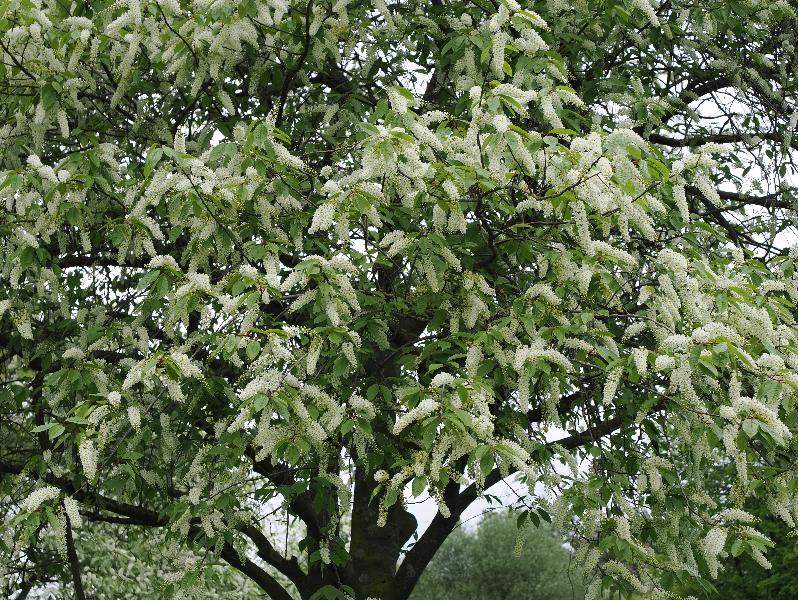 Cambridge, England: Jesus Green: Bird Cherry blossoms