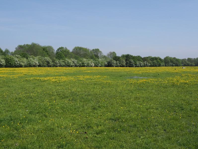 Cambridge, England: Coldham's Common: buttercups