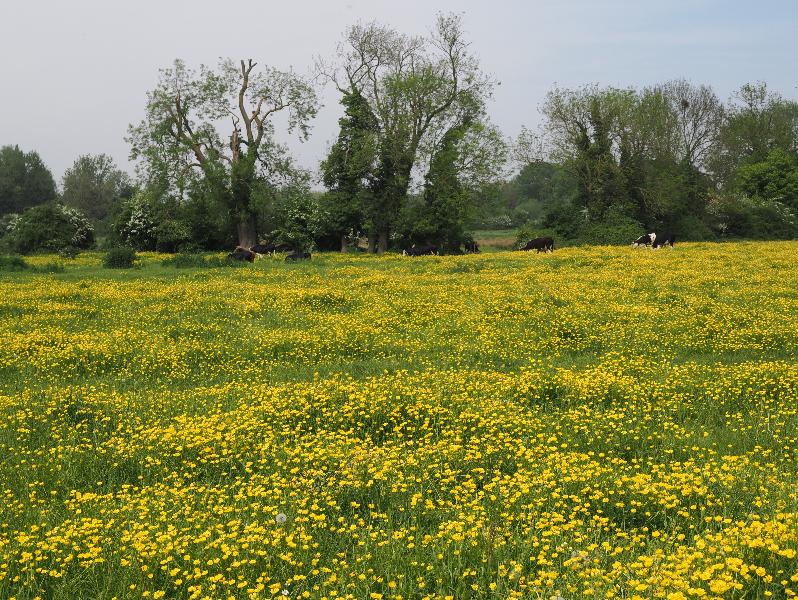 Cambridge, England: Ditton Meadows: buttercups (with cows)