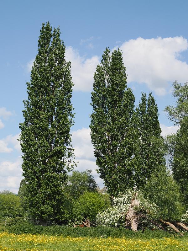 Cambridge, England: Sheep's Green: poplar trees (with cow)
