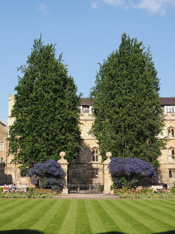 Cambridge, England: St Catharine's College: trees and ceanothus