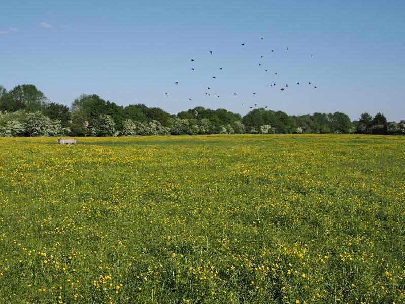 Cambridge, England: Coldham's Common: buttercups (with birds)