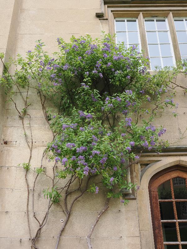 Cambridge, England: Sidney Sussex College: Solanum crispum (Chilean potato vine)