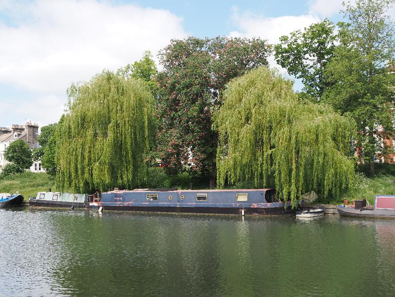 Cambridge, England: Cam: houseboats, willows and red horse chestnut
