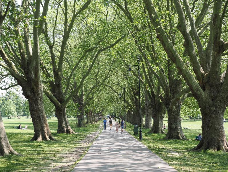 Cambridge, England: Jesus Green: Plane trees (with branches casting shadows)