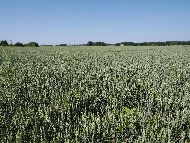 Cambridge, England: Darwin Green: view  of wheat field, towards A14