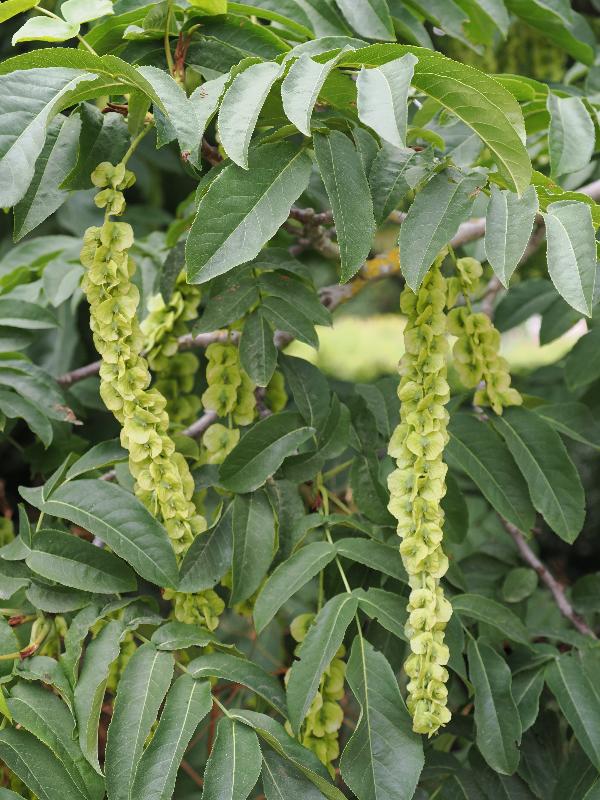 Cambridge, England: Botanic Garden: Wing Nut Tree, flower