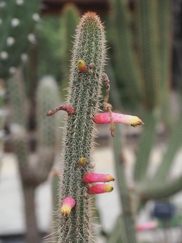 Cambridge, England: Botanic Garden: Cleistocactus candelilla
