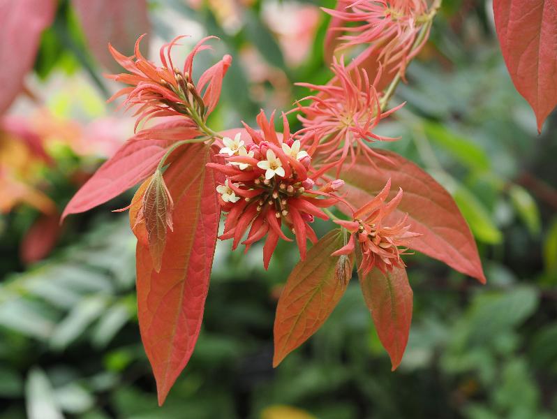 Cambridge, England: Botanic Garden: Combretum falcatum
