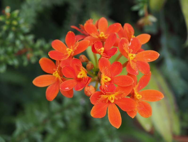 Cambridge, England: Botanic Garden: Epidendrum radicans