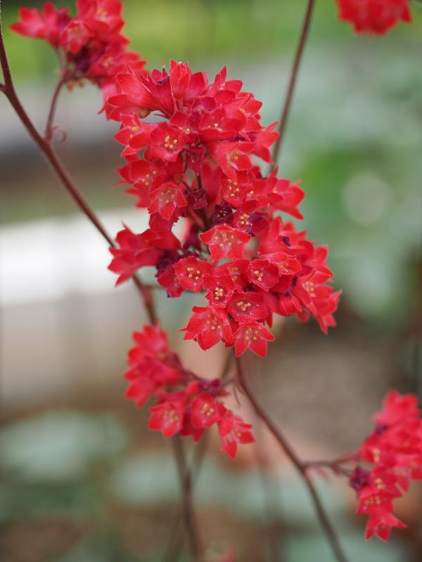 Cambridge, England: Botanic Garden: Heuchera sanguinea