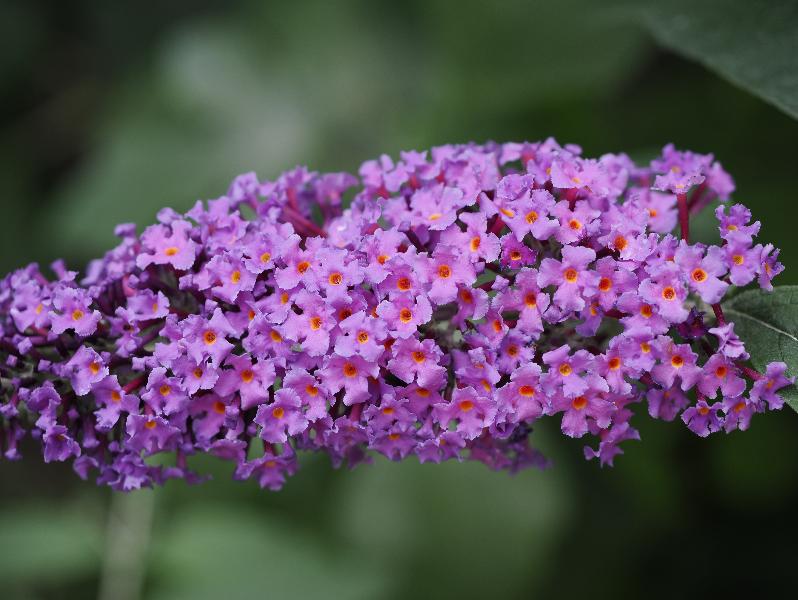 Cambridge, England: Roseford Road: Buddleia flower
