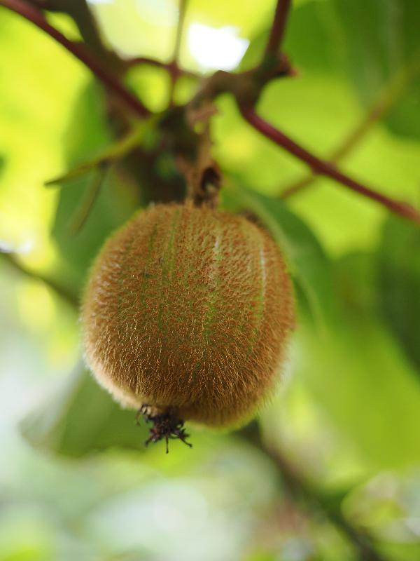 Cambridge, England: Roseford Road: kiwi fruit