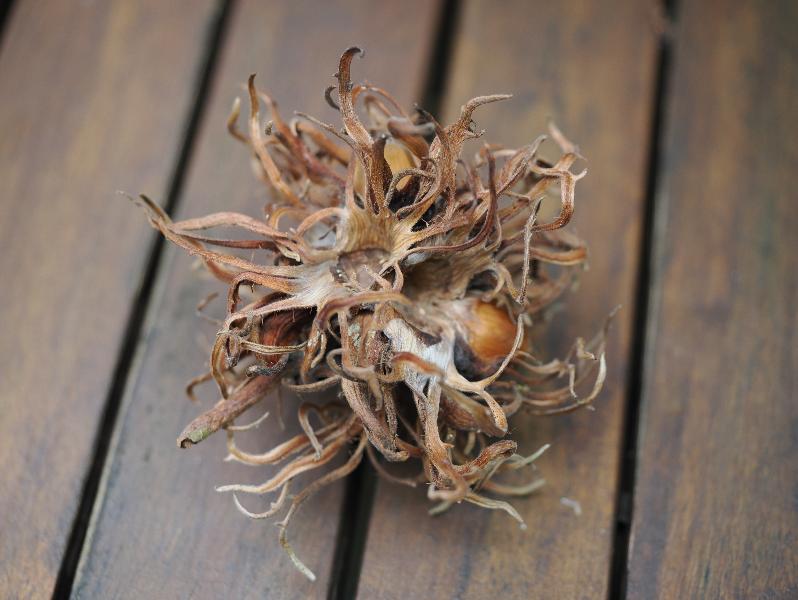 Cambridge, England: Roseford Road: Turkish hazelnut (Corylus colurna) involucre (husk) (from Molewood Close)