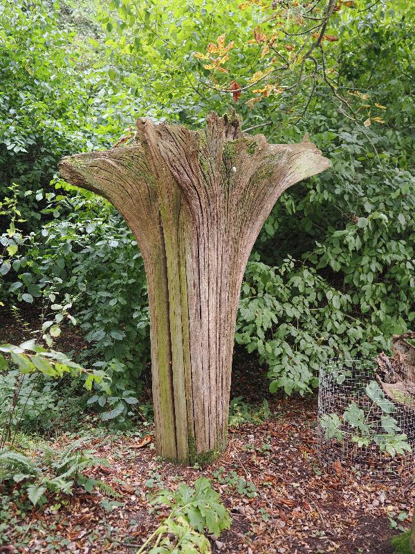 Wimpole, England: Wimpole Estate: upside down tree stump