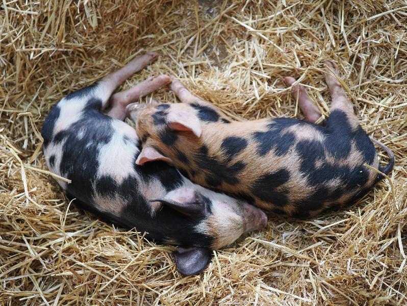 Wimpole, England: Wimpole Estate: young male pigs (Berkshire x Oxford)