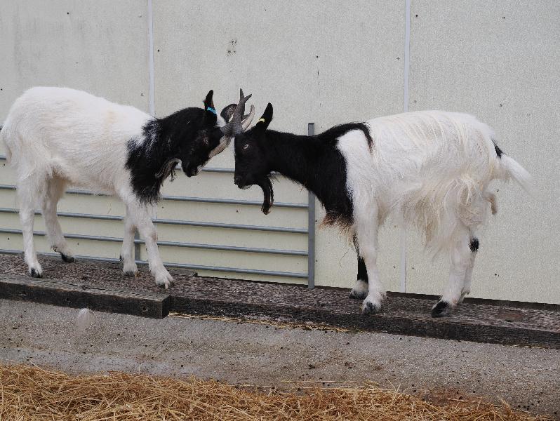 Wimpole, England: Wimpole Estate: two Bagot billy goats play fighting