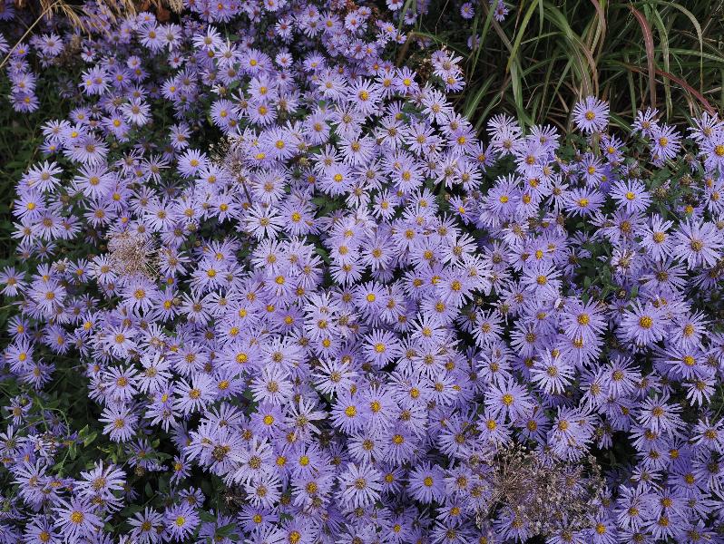 Wimpole, England: Wimpole Estate: lilac aster