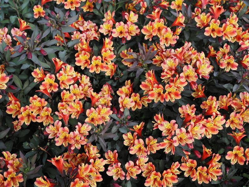 Wimpole, England: Wimpole Estate: Alstroemeria Indian Summer