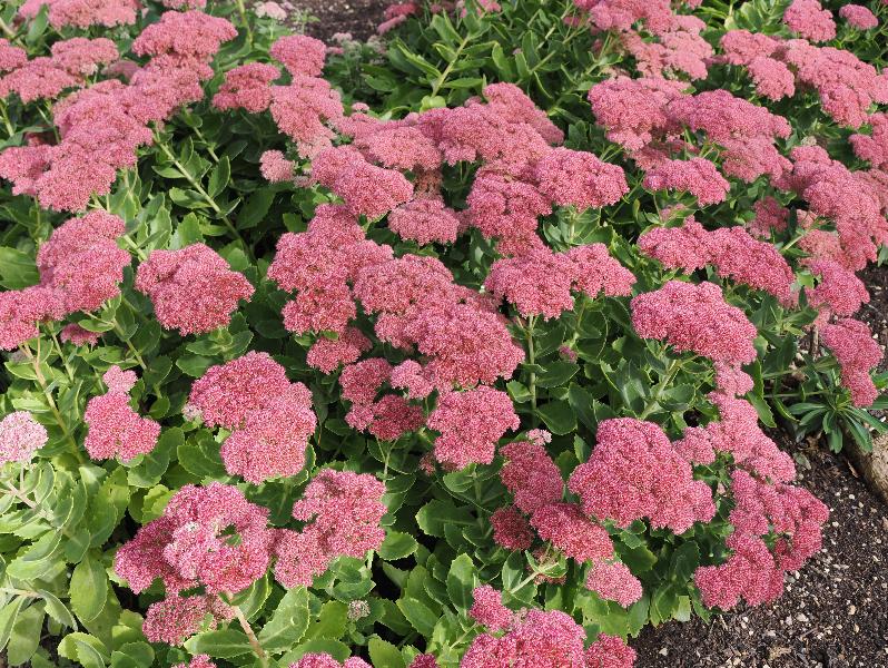 Wimpole, England: Wimpole Estate: pink Hylotelephium
