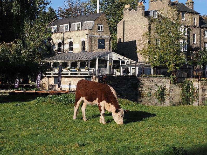 Cambridge, England: Sheep's Green: cattle eating grass in front of pond next to Granta pub