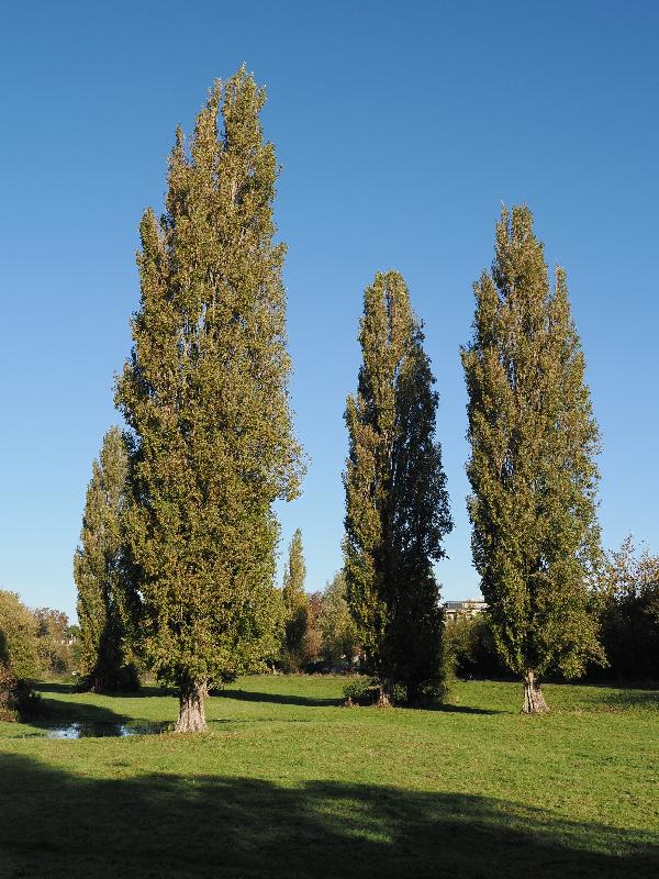 Cambridge, England: Sheep's Green: poplar trees, autumn