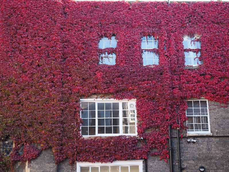 Cambridge, England: Pitt Building: red ivy
