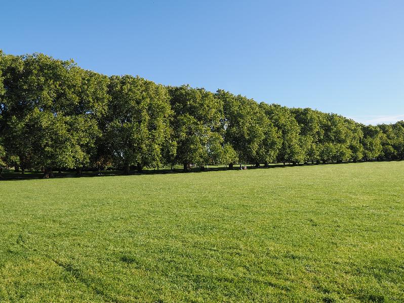 Cambridge, England: Jesus Green: Plane trees, autumn