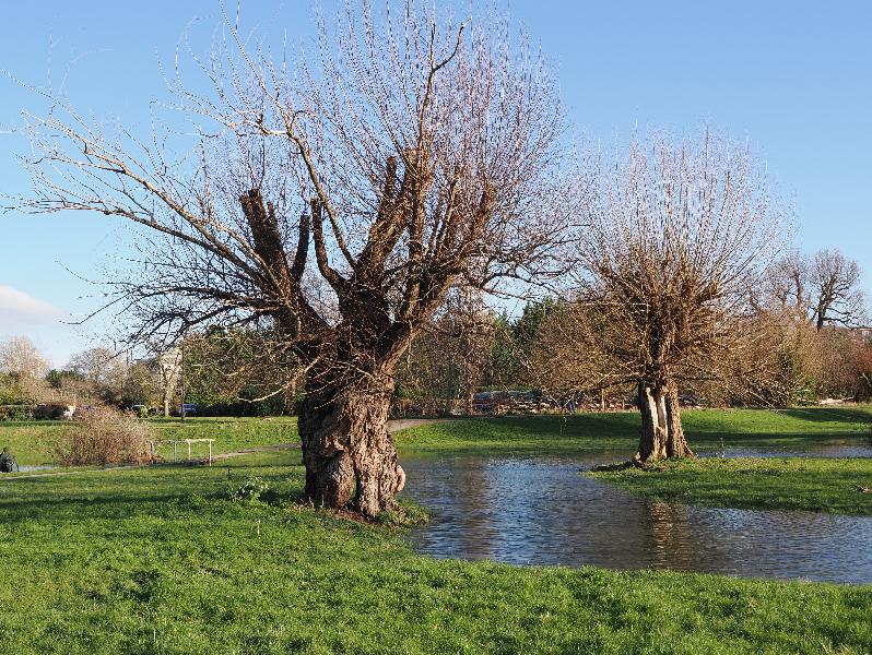 Cambridge, England: Sheep's Green: willow trees in wet ground