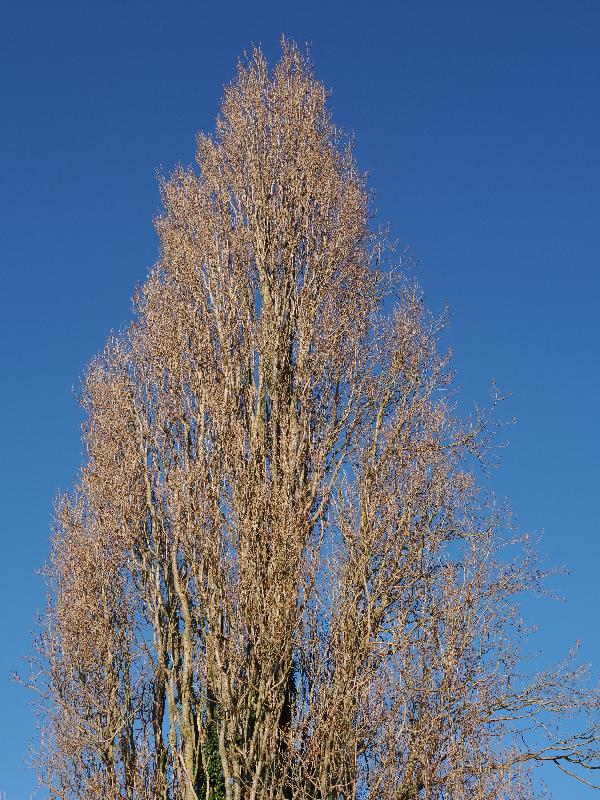 Cambridge, England: Sheep's Green: top of poplar tree