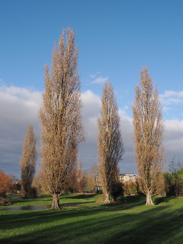 Cambridge, England: Sheep's Green: poplar trees