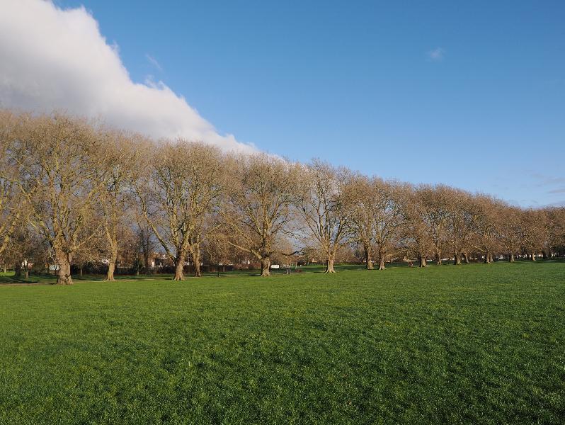Cambridge, England: Jesus Green: Plane trees