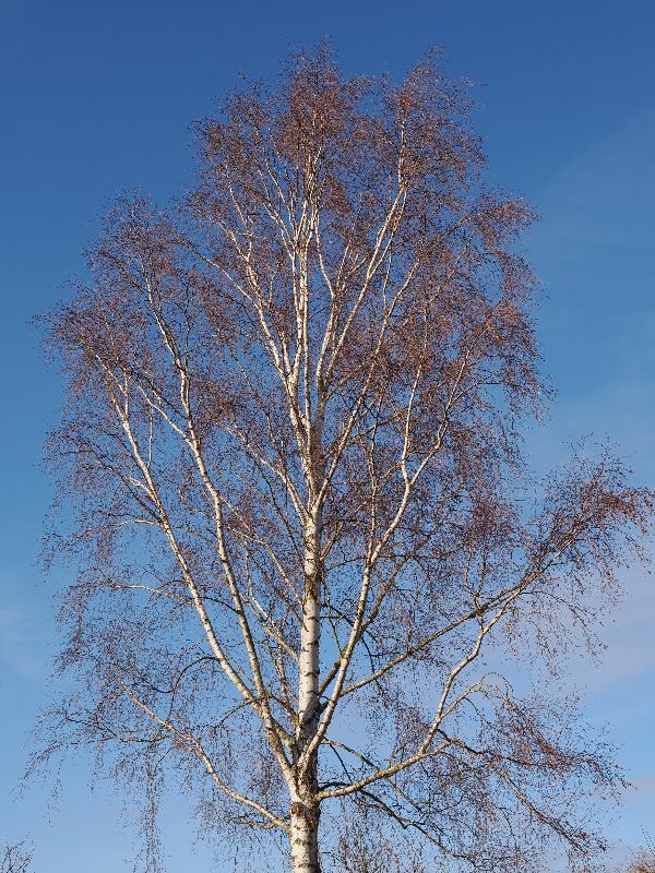 Cambridge, England: Roseford Road: Birch tree