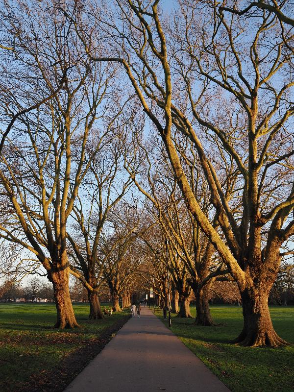 Cambridge, England: Jesus Green: Plane trees, late afternoon sun
