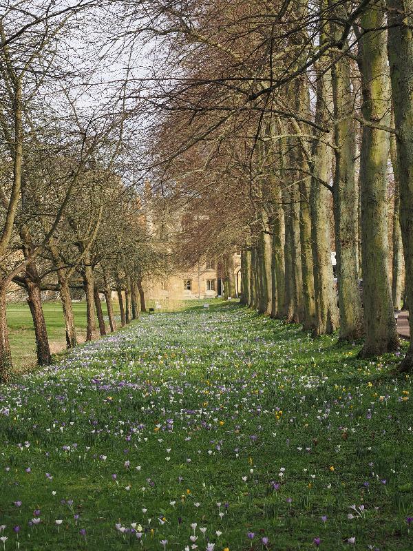 Cambridge, England: Trinity College: crocuses on Avenue