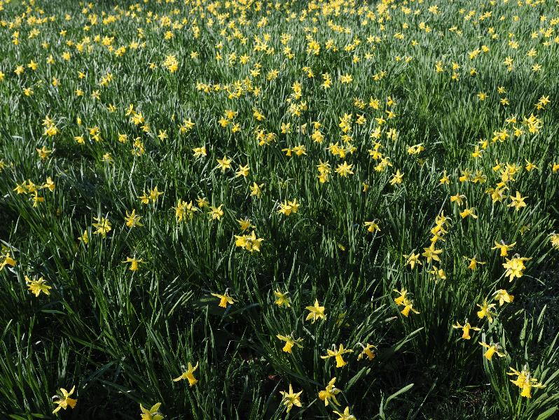 Cambridge, England: Parker's Piece: daffodils