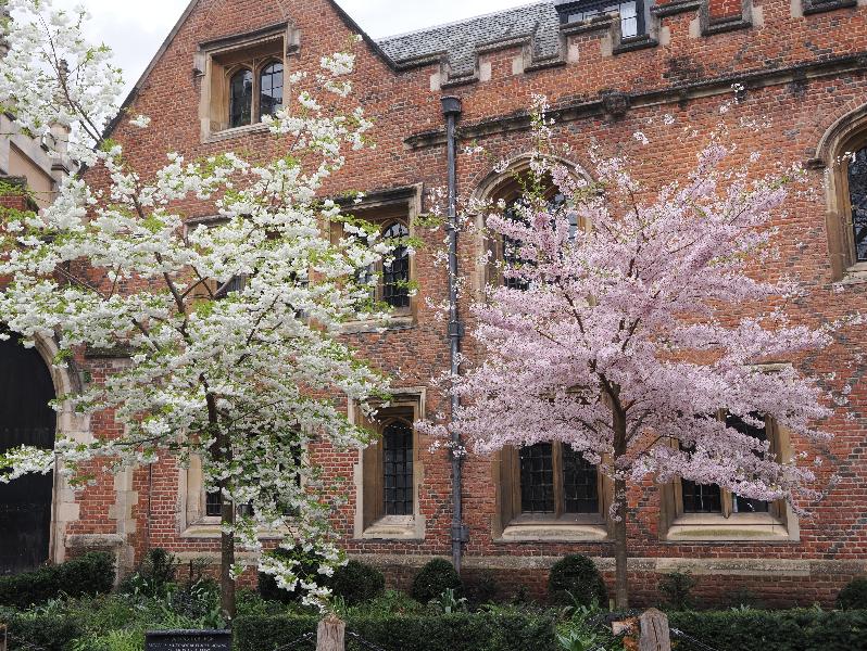 Cambridge, England: St John's Street: cherry trees in blossom