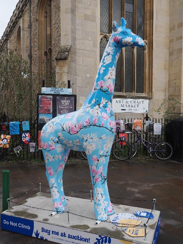Cambridge, England: Great St Mary's Church: Growth (Charlie Stafford)