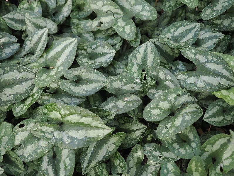 Dallas, Texas (TX): Dallas Arboretum & Botanical Gardens: Wild Ginger (Asarum asaroides)