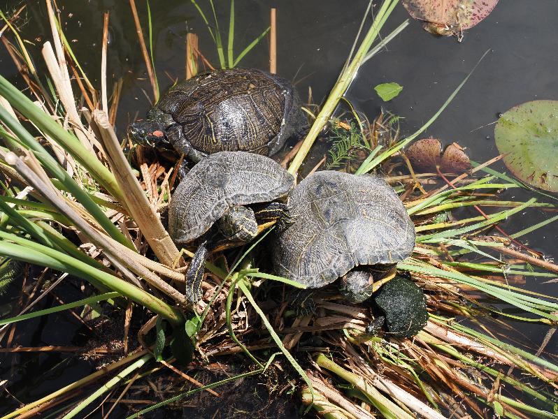 Dallas, Texas (TX): Dallas Arboretum & Botanical Gardens: turtles
