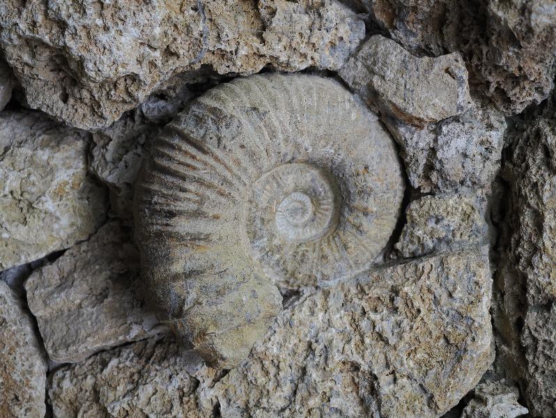 Dallas, Texas (TX): Dallas Arboretum & Botanical Gardens: ammonite fossil