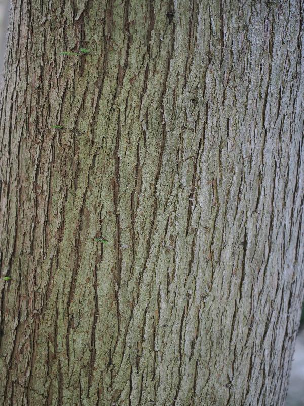 Dallas, Texas (TX): Dallas Arboretum & Botanical Gardens: Montezuma Cypress (Taxodium mucronatum)