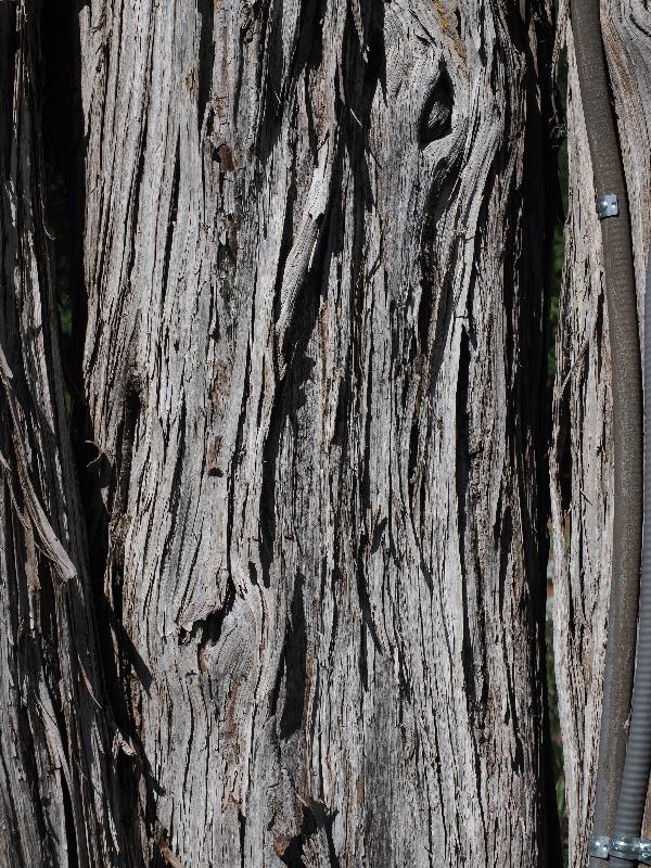 Dallas, Texas (TX): Dallas Arboretum & Botanical Gardens: Eastern Red Cedar (Juniperus virginiana)
