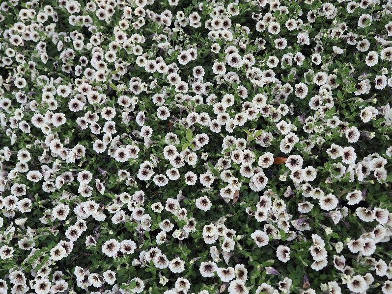 Dallas, Texas (TX): Dallas Arboretum & Botanical Gardens: Petunia 'Supertunia Latte'